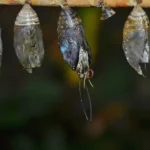 Aedes aegypti in Britain: What the London Discovery Really Means