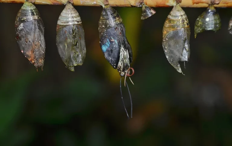 Aedes aegypti in Britain: What the London Discovery Really Means