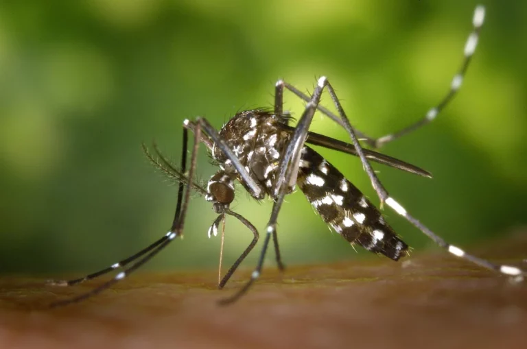 Airport malaria outbreak from imported mosquitoes: what the German incident reveals about preparedness, risk, and prevention