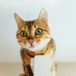 Best Pet DNA Test: How to Compare Cat and Dog Kits