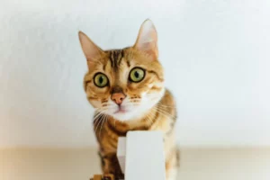 Best Pet DNA Test: How to Compare Cat and Dog Kits