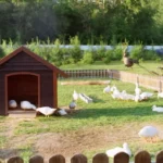Bird flu threatens French foie gras amid new duck cull