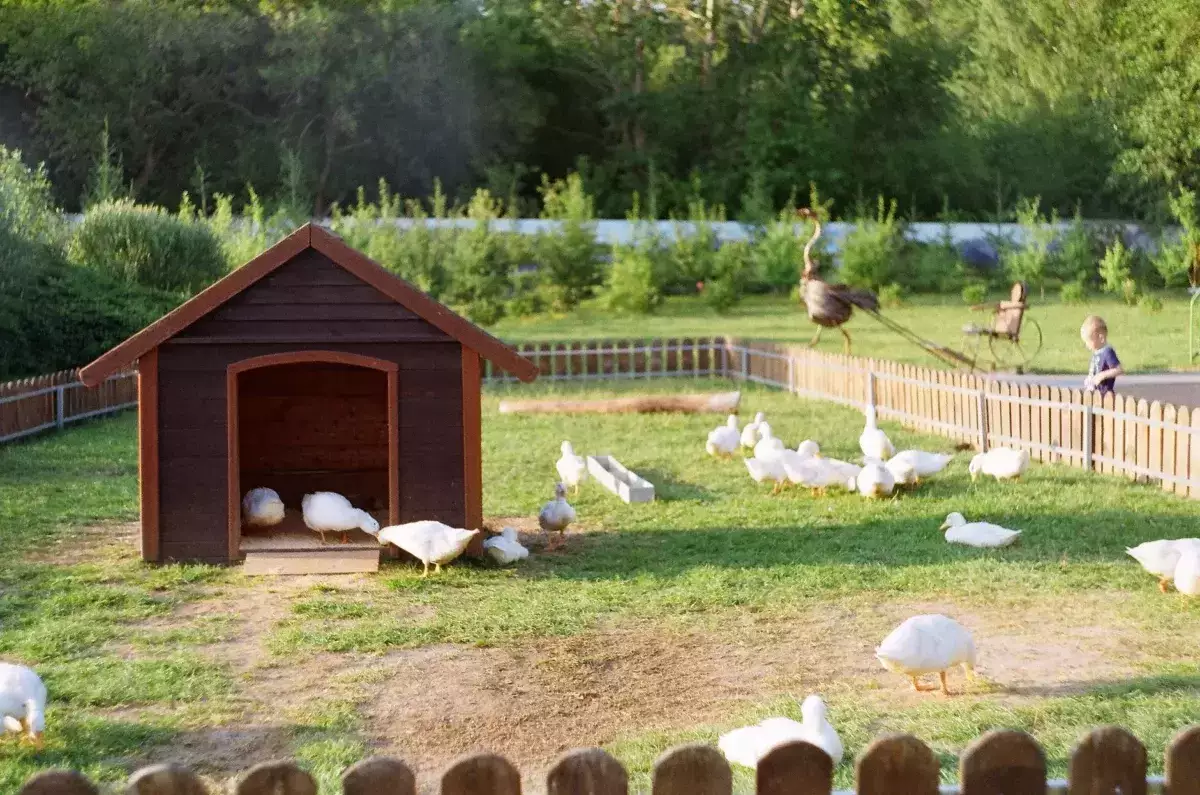 Bird flu threatens French foie gras amid new duck cull