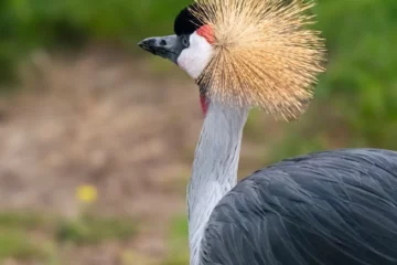 California community mesmerized by rare bird sighting