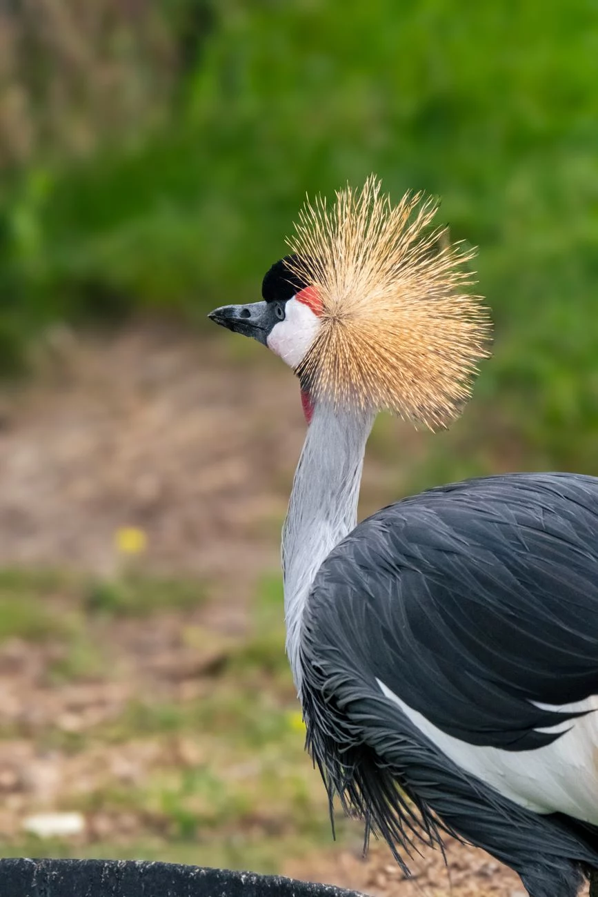 California community mesmerized by rare bird sighting