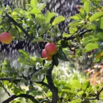 Climate-Proof Reconstruction in Syria: Making Deserts Bloom With Green Technology