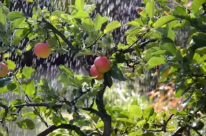 Climate-Proof Reconstruction in Syria: Making Deserts Bloom With Green Technology