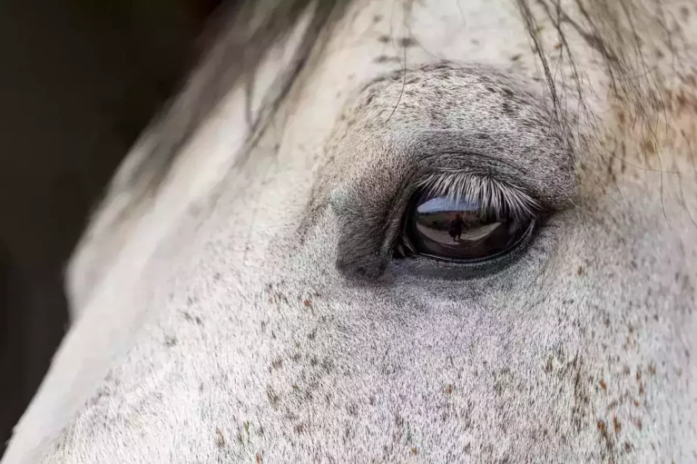 Eyelash Extensions Side Effects: Mites, Dry Eye, and the Hidden Eye-Health Risks