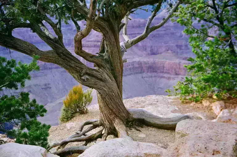 Grand Canyon Flash Floods: Hydrometeorology, Decision Failure Modes, and Advanced Hiker Safety Protocols