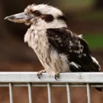 H5N1 Bird Flu Outbreak in Australia: Why Wildlife Are Facing a Wildcard