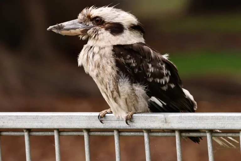 H5N1 Bird Flu Outbreak in Australia: Why Wildlife Are Facing a Wildcard