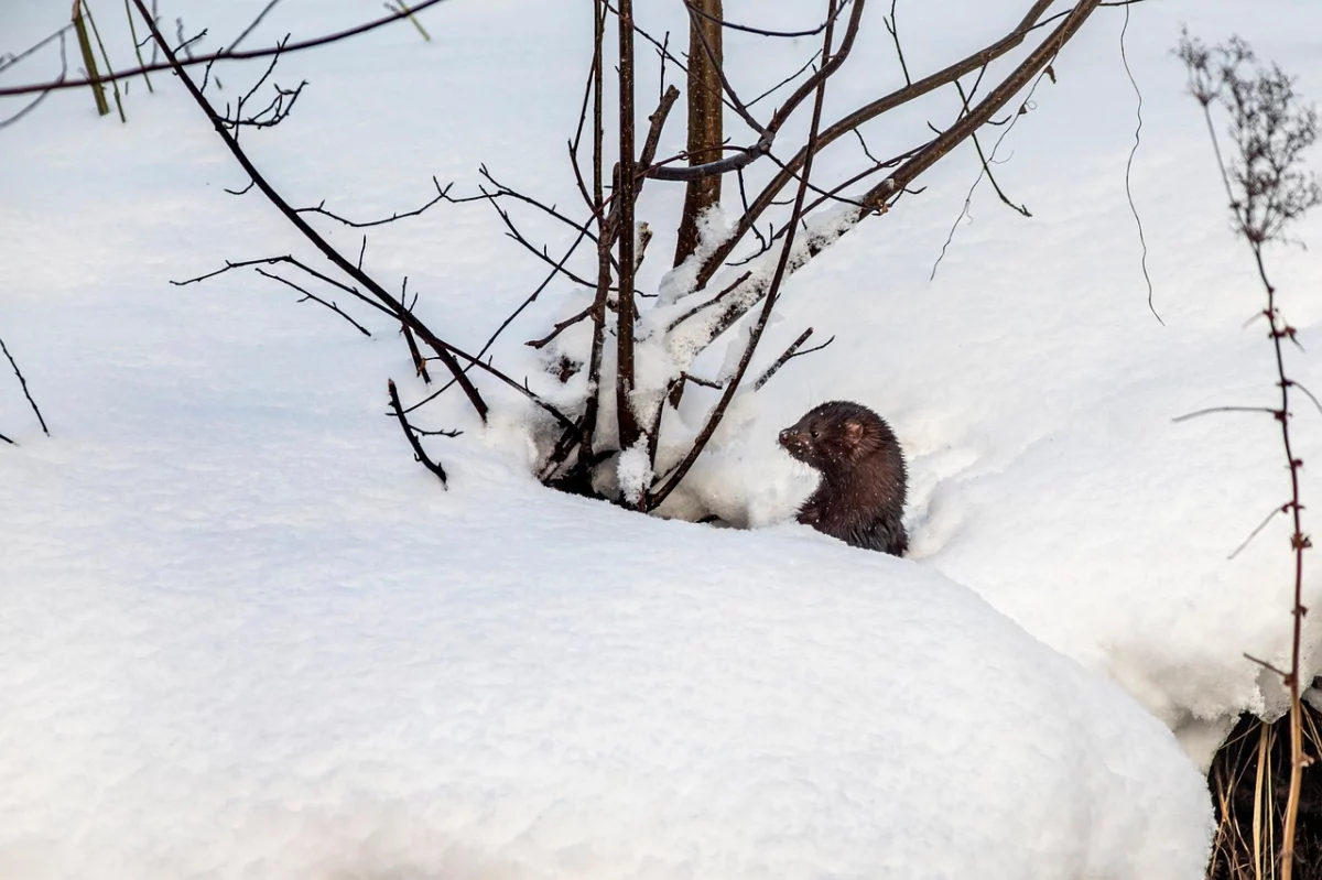 H5N1 on US Mink Farms: Why Calls for an Urgent Cull Are Growing