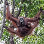 How Orangutan Breeding Programs Support a Fragile Future