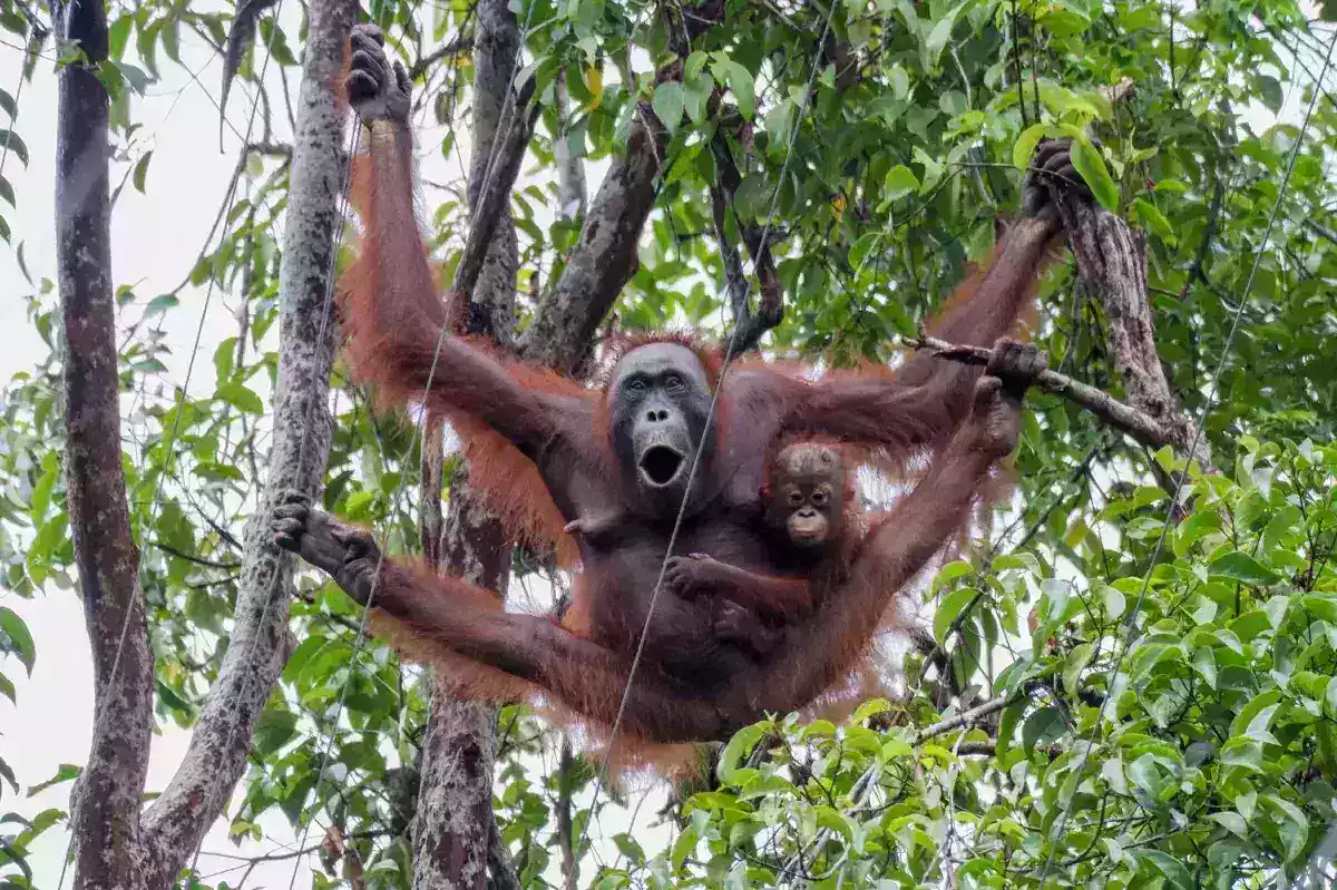 How Orangutan Breeding Programs Support a Fragile Future