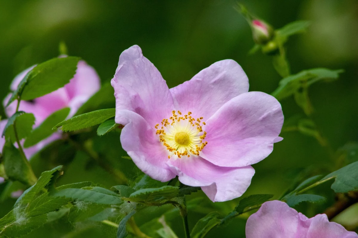 How a Garden Centre Job Can Grow Into a £50k Career