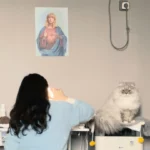 Pet Health Questions Answered: What Vets Look for First