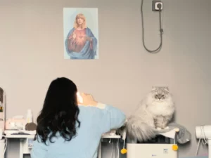 Pet Health Questions Answered: What Vets Look for First