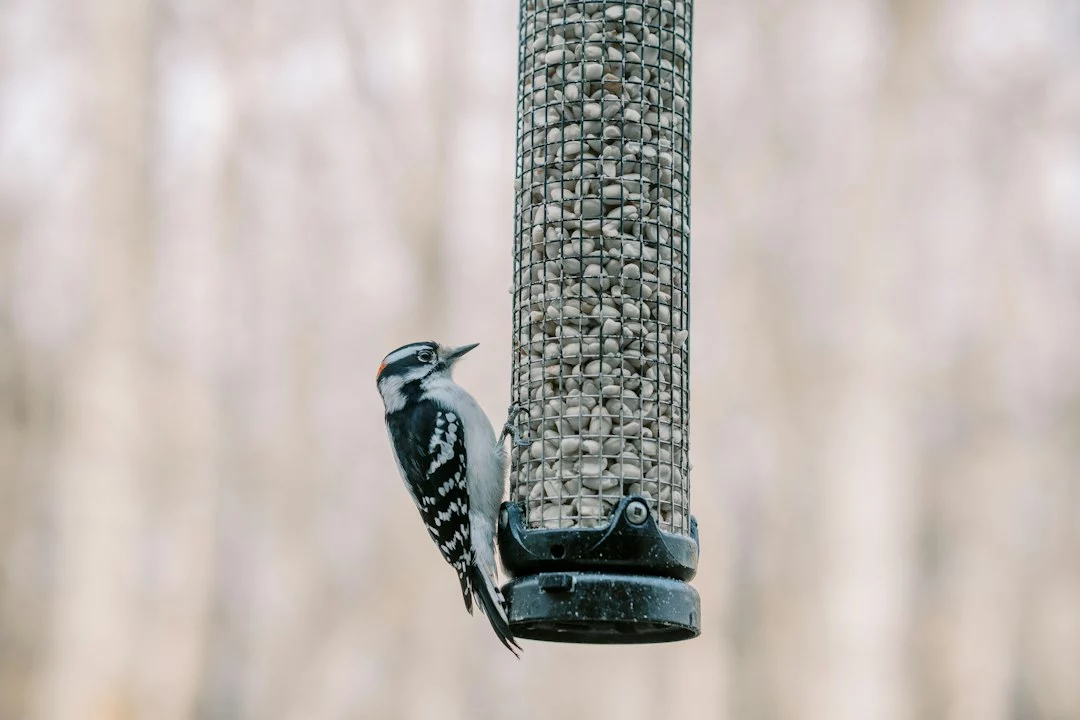 Smart Bird Feeders in 2026: How Camera-Equipped Feeders Are Changing Backyard Birdwatching