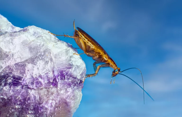 These Cyborg Cockroaches Could Save Your Life