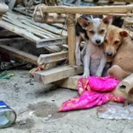 Why Are Rabies Deaths Rising? The Stray Dog Failure Behind a Preventable Crisis