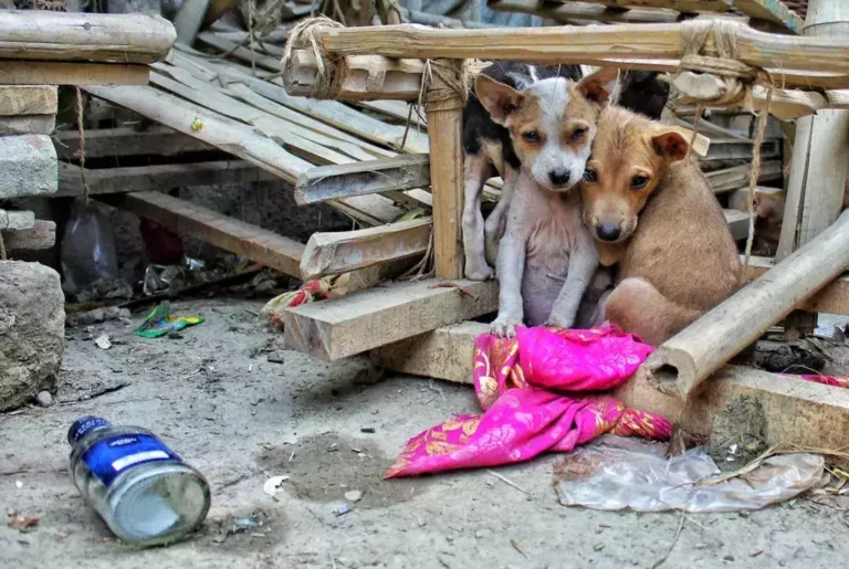 Why Are Rabies Deaths Rising? The Stray Dog Failure Behind a Preventable Crisis