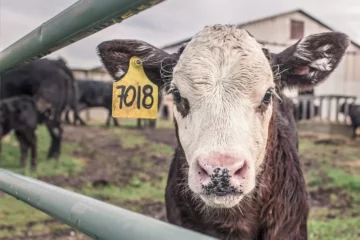 Why Beef Prices Are Rising: Record Highs, Historic Herd Lows, and What Comes Next