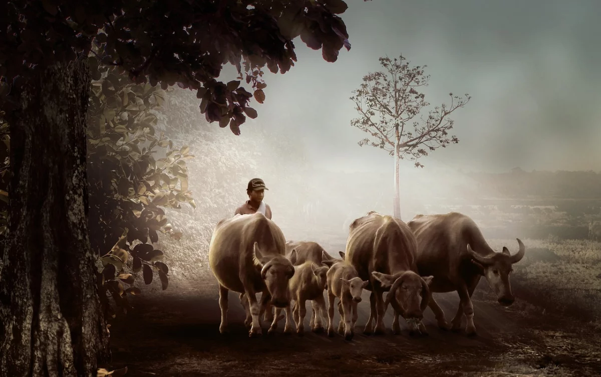 Why U.S. Farmers Are Selling Herds as Drought and Feed Costs Bite