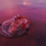 Why the Lion's Mane Jellyfish Off the UK Coast Deserves Caution, Not Panic