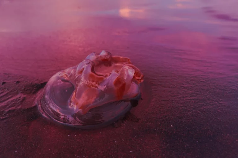 Why the Lion’s Mane Jellyfish Off the UK Coast Deserves Caution, Not Panic