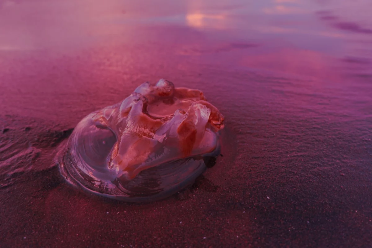 Why the Lion's Mane Jellyfish Off the UK Coast Deserves Caution, Not Panic