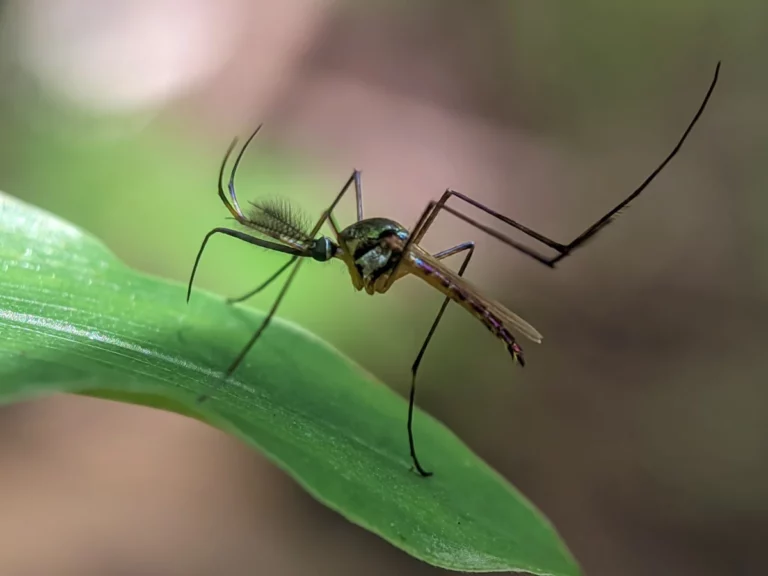 Zika Virus Mosquitoes in Britain: What the First Breeding Evidence Really Means
