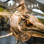 Giant Ichthyosaur Fossil on Display: What the 174-Million-Year-Old Find Really Means