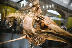 Giant Ichthyosaur Fossil on Display: What the 174-Million-Year-Old Find Really Means