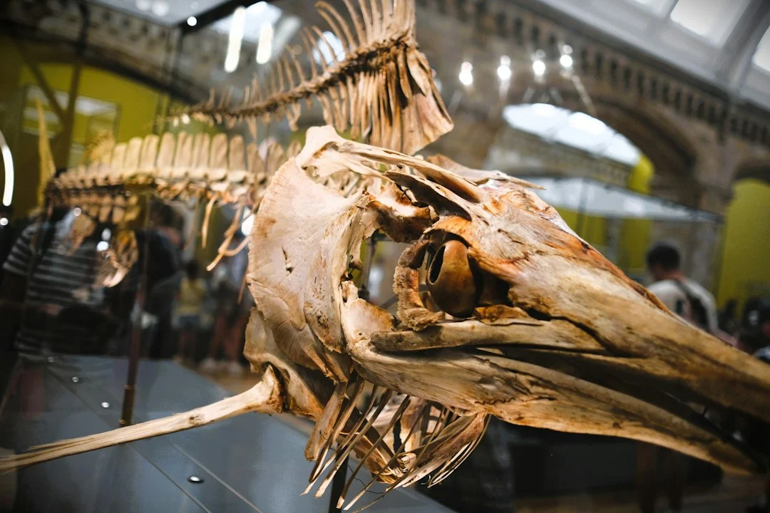 Giant Ichthyosaur Fossil on Display: What the 174-Million-Year-Old Find Really Means