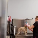 Luxury Dog Grooming Products: What Rituals' Dog Spa Range Reveals
