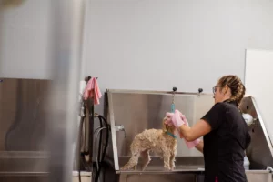 Luxury Dog Grooming Products: What Rituals' Dog Spa Range Reveals