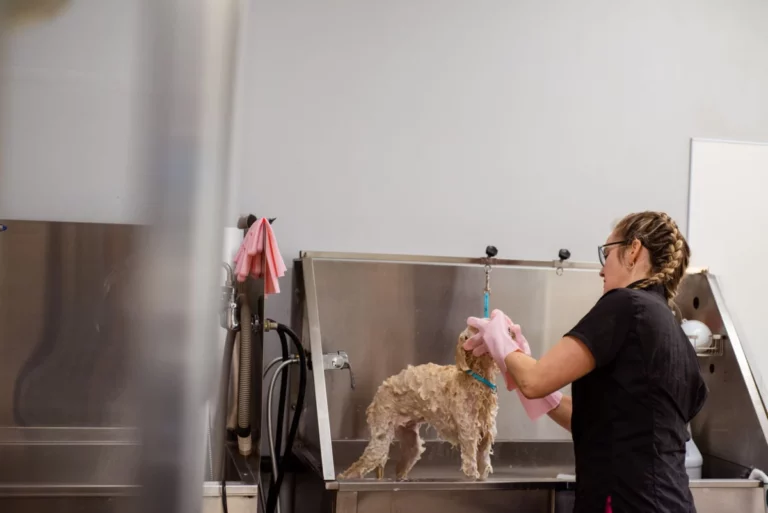 Luxury Dog Grooming Products: What Rituals' Dog Spa Range Reveals
