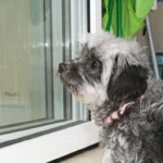 Police Dogs Escape Handler's Home: Public Safety, Liability and Containment Failures