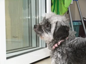 Police Dogs Escape Handler's Home: Public Safety, Liability and Containment Failures