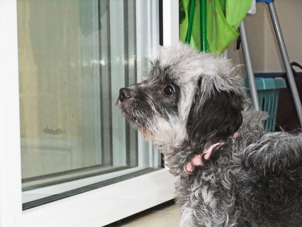 Police Dogs Escape Handler's Home: Public Safety, Liability and Containment Failures