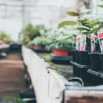 Why Festive Garden Centre Shopping Works So Well in Winter
