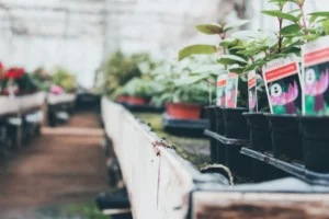 Why Festive Garden Centre Shopping Works So Well in Winter